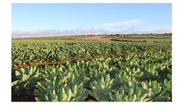 Brassica variety trials – 2015